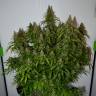 Auto Namor feminised GanjaVIP Seeds Auto Namor feminised GanjaVIP Seeds