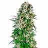 Auto Namor feminised GanjaVIP Seeds Auto Namor feminised GanjaVIP Seeds