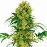 Auto Namor feminised GanjaVIP Seeds Auto Namor feminised GanjaVIP Seeds