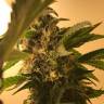 Auto Namor feminised GanjaVIP Seeds Auto Namor feminised GanjaVIP Seeds