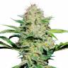Auto Namor feminised GanjaVIP Seeds Auto Namor feminised GanjaVIP Seeds