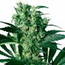 Auto Namor feminised GanjaVIP Seeds Auto Namor feminised GanjaVIP Seeds