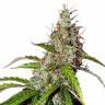 Auto Namor feminised GanjaVIP Seeds Auto Namor feminised GanjaVIP Seeds