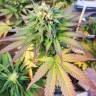Outlaw Amnesia feminised Dutch Passion Seeds Outlaw Amnesia feminised Dutch Passion Seeds