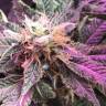 Blue Hash feminised Dinafem Seeds Blue Hash feminised Dinafem Seeds