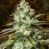 Auto Speedy Gonzales regular Ganja Seeds Auto Speedy Gonzales regular Ganja Seeds