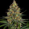 Auto Speedy Gonzales regular Ganja Seeds Auto Speedy Gonzales regular Ganja Seeds