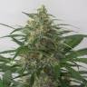 семена конопли автоцвет Auto Moby Dick XXL feminised Dinafem Seeds семена конопли автоцвет Auto Moby Dick XXL feminised Dinafem Seeds