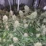 заказать качественные семена конопли Auto Moby Dick XXL feminised Dinafem Seeds заказать качественные семена конопли Auto Moby Dick XXL feminised Dinafem Seeds