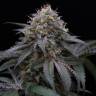 семена конопли недорого Sugar Breath feminised Humboldt Seeds семена конопли недорого Sugar Breath feminised Humboldt Seeds
