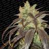 семена конопли элитных сортов Spoetnik#1 feminised Paradise Seeds семена конопли элитных сортов Spoetnik#1 feminised Paradise Seeds