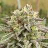 мощные семена конопли Auto Think Big feminised Ganja Seeds мощные семена конопли Auto Think Big feminised Ganja Seeds
