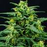 купить семена конопли Auto Think Big feminised Ganja Seeds купить семена конопли Auto Think Big feminised Ganja Seeds