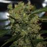 семена конопли дешево 2046 feminised семена конопли дешево 2046 feminised