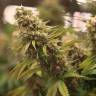 семена конопли элитных сортов 2046 feminised семена конопли элитных сортов 2046 feminised