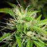 семена конопли аутдор 2046 feminised семена конопли аутдор 2046 feminised