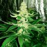 семена конопли феминизированные Auto AK feminised семена конопли феминизированные Auto AK feminised