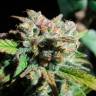 Auto Psylocke feminised GanjaVIP Seeds Auto Psylocke feminised GanjaVIP Seeds