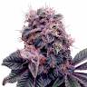 Auto Psylocke feminised GanjaVIP Seeds Auto Psylocke feminised GanjaVIP Seeds
