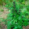Auto Psylocke feminised GanjaVIP Seeds Auto Psylocke feminised GanjaVIP Seeds