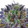 Auto Psylocke feminised GanjaVIP Seeds Auto Psylocke feminised GanjaVIP Seeds