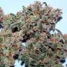 Auto Psylocke feminised GanjaVIP Seeds Auto Psylocke feminised GanjaVIP Seeds