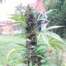 Auto Psylocke feminised GanjaVIP Seeds Auto Psylocke feminised GanjaVIP Seeds