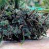 Auto Psylocke feminised GanjaVIP Seeds Auto Psylocke feminised GanjaVIP Seeds