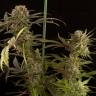 Blue Kush feminised Dinafem Seeds Blue Kush feminised Dinafem Seeds