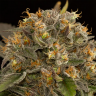 Blue Kush feminised Dinafem Seeds Blue Kush feminised Dinafem Seeds