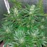 мощные семена конопли Auto CBD White Widow feminised мощные семена конопли Auto CBD White Widow feminised