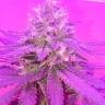 семена конопли для курения Kings Kush regular Ganja Seeds семена конопли для курения Kings Kush regular Ganja Seeds