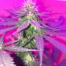 семена конопли марихуаны Kings Kush regular Ganja Seeds семена конопли марихуаны Kings Kush regular Ganja Seeds