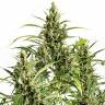 конопля семена сорта заказать Auto Original Amnesia feminised Dinafem Seeds конопля семена сорта заказать Auto Original Amnesia feminised Dinafem Seeds