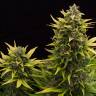 семена индийской конопли Auto Original Amnesia feminised Dinafem Seeds семена индийской конопли Auto Original Amnesia feminised Dinafem Seeds