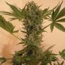 семена конопли элитных сортов Chrystal feminised Nirvana Seeds
