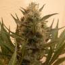 семена конопли аутдор Chrystal feminised Nirvana Seeds