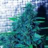семена конопли дешево Sweet Purple feminised Paradise Seeds семена конопли дешево Sweet Purple feminised Paradise Seeds