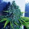 семена конопли с доставкой Sweet Purple feminised Paradise Seeds семена конопли с доставкой Sweet Purple feminised Paradise Seeds