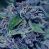 мощные семена конопли Sweet Purple feminised Paradise Seeds мощные семена конопли Sweet Purple feminised Paradise Seeds