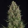 семена конопли индика Wembley feminised Pyramid Seeds семена конопли индика Wembley feminised Pyramid Seeds