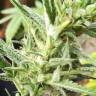 Семена каннабиса Auto Mandarine XXL feminised Ganja Seeds Семена каннабиса Auto Mandarine XXL feminised Ganja Seeds