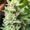 Семена конопли Auto Mandarine XXL feminised Ganja Seeds Семена конопли Auto Mandarine XXL feminised Ganja Seeds