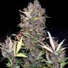 Auto Mandarine XXL feminised Ganja Seeds Auto Mandarine XXL feminised Ganja Seeds