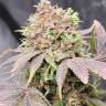 Auto Mandarine XXL feminised Ganja Seeds Auto Mandarine XXL feminised Ganja Seeds