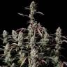 Auto Mandarine XXL feminised Ganja Seeds Auto Mandarine XXL feminised Ganja Seeds