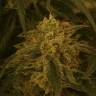 качественные семена конопли Afghan feminised качественные семена конопли Afghan feminised
