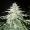 урожайные семена конопли Afghan feminised урожайные семена конопли Afghan feminised