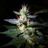 семена конопли аутдор Auto Jack feminised семена конопли аутдор Auto Jack feminised