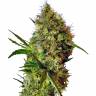 Auto Skaar feminised GanjaVIP Seeds Auto Skaar feminised GanjaVIP Seeds